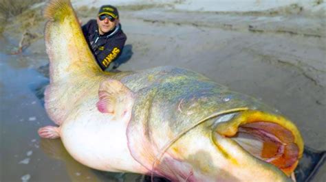 heaviest fish ever caught.